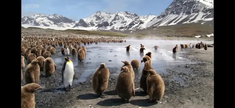 King penguin (Aptenodytes patagonicus patagonicus) as shown in Frozen Planet - Summer